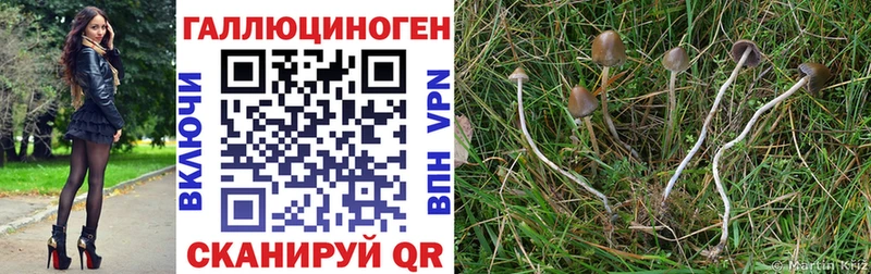 omg ссылки  Котлас  Псилоцибиновые грибы мицелий 